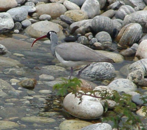 Ibisbill (Ibidorhyncha struthersii)