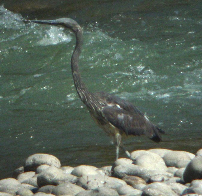 White-bellied Heron (Ardea insignis)