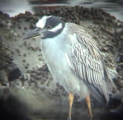 Yellow-crowned Night-Heron (Nyctanassa violacea)