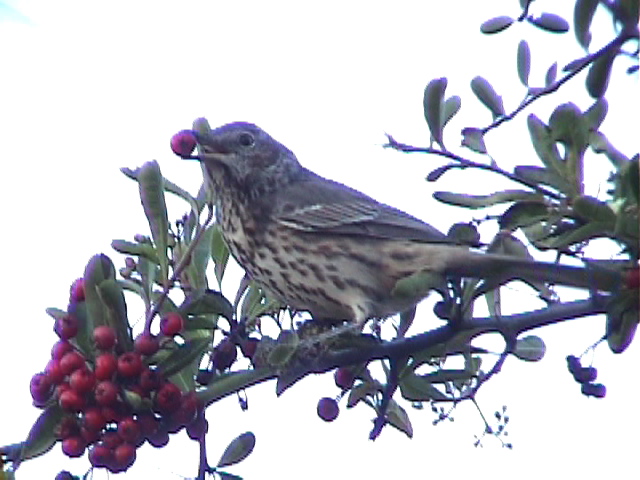 Sage Thrasher (Oreoscoptes montanus)