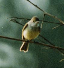 Dusky-capped Flycatcher (Myiarchus tuberculifer)