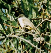 Thick-billed Kingbird (Tyrannus crassirostris)