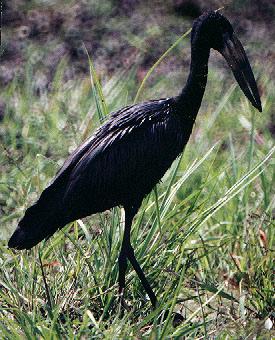 African Openbill (Anastomus lamelligerus)