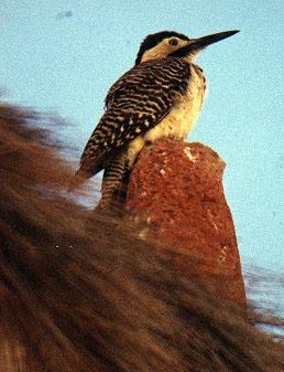 Andean Flicker (Colaptes rupicola)