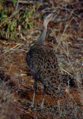 Buff-crested Bustard (Eupodotis ruficrista)