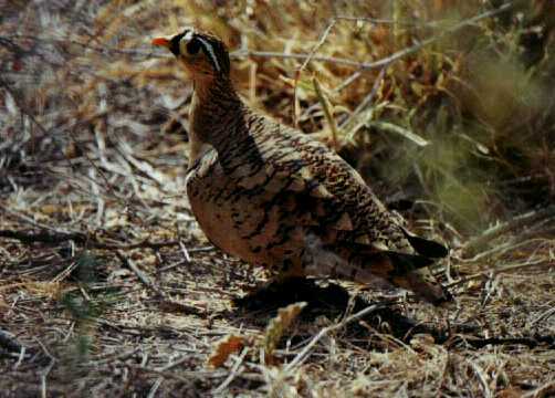 Black-faced Sandgrouse (Pterocles decoratus)