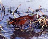 Baillon's Crake (Porzana pusilla)