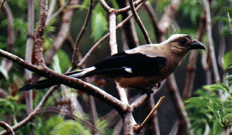 Bornean Treepie (Dendrocitta cinerascens)