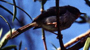 Chestnut-throated Apalis (Apalis porphyrolaema)