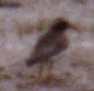 Diademed Sandpiper (Phegornis mitchellii)