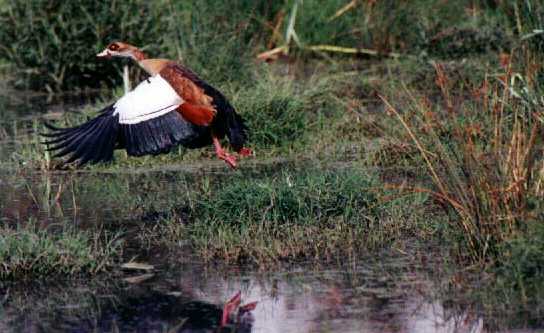 Egyptian Goose (Alopochen aegyptiacus)
