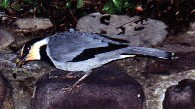 Black-breasted Fruit-Hunter (Chlamydochaera jefferyi)