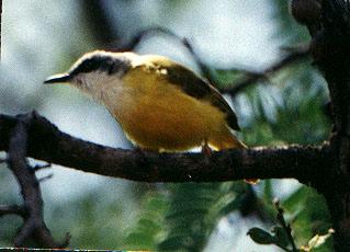 Green-backed Eremomela (Eremomela canescens)