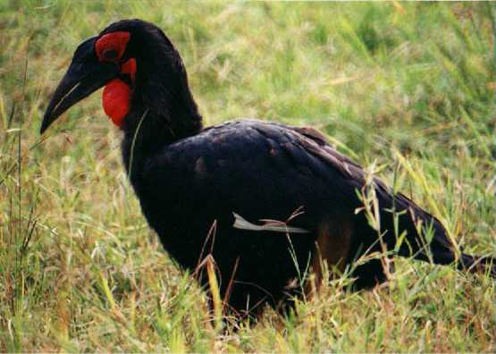 Southern Ground-Hornbill (Bucorvus leadbeateri)