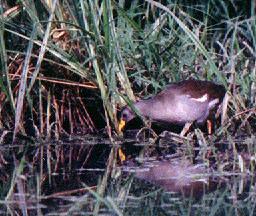 Lesser Moorhen (Gallinula angulata)