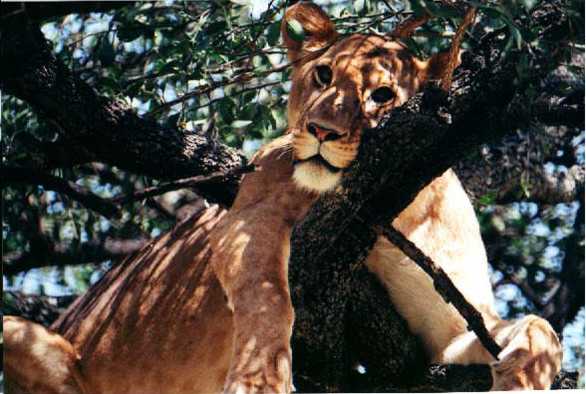 Lion (Panthera leo)
