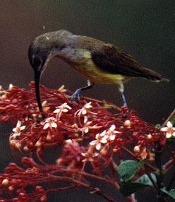 Little Spiderhunter (Arachnothera longirostra)