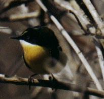 Many-colored Rush-Tyrant (Tachuris rubrigastra)