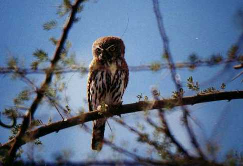 Pearl-spotted Owlet (Glaucidium perlatum)