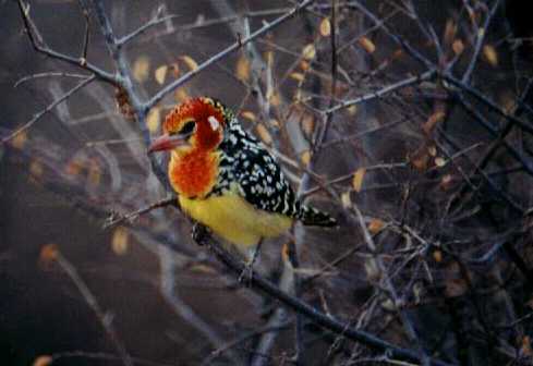 Red-and-yellow Barbet (Trachyphonus erythrocephalus)