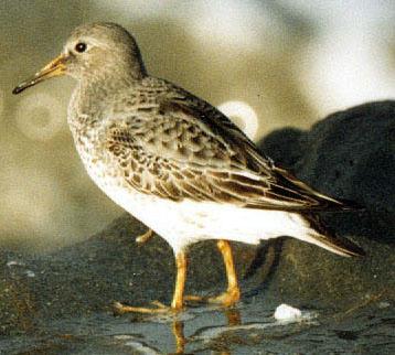Rock Sandpiper (Calidris ptilocnemis)