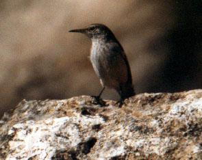 Rock Wren (Salpinctes obsoletus)