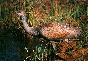 Sandhill Crane (Antigone canadensis)