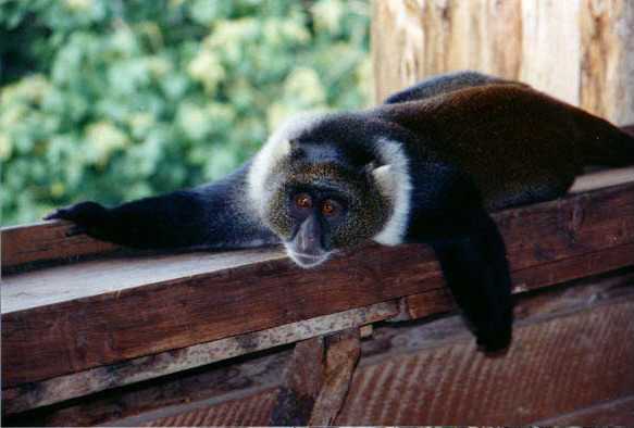 Sykes's Monkey (Cercopithecus albogularis)