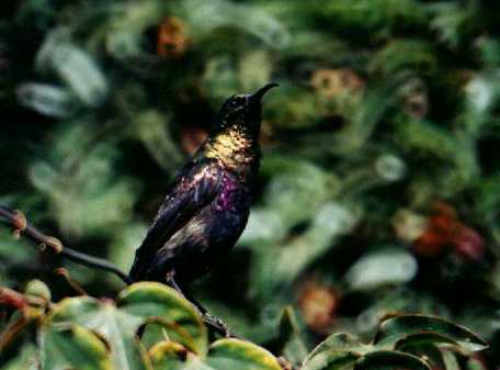 Tacazze Sunbird (Nectarinia tacazze)