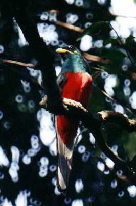 Narina Trogon (Apaloderma narina)