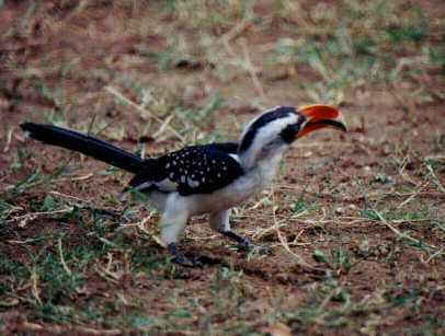 Von der Decken's Hornbill (Tockus deckeni)