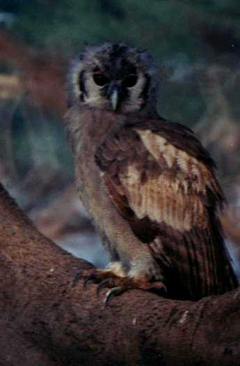 Verreaux's Eagle-Owl (Bubo lacteus)