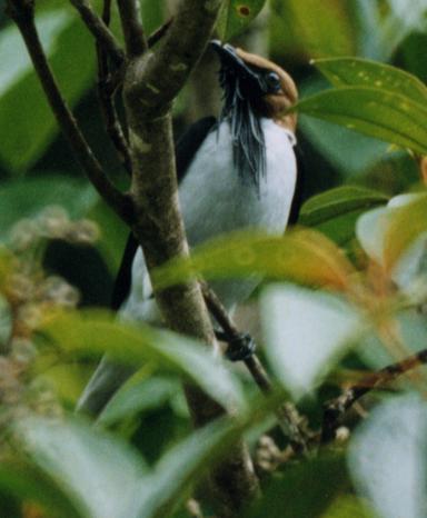 Bearded Bellbird (Procnias averano)