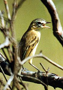 Bearded Tachuri (Polystictus pectoralis)