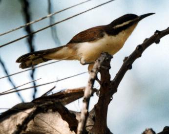 Bicolored Wren (Campylorhynchus griseus)