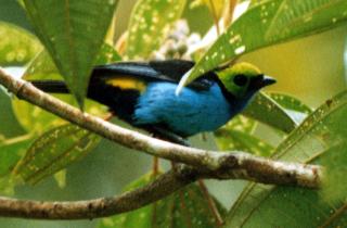 Paradise Tanager (Tangara chilensis)