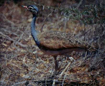 White-bellied Bustard (Eupodotis senegalensis)