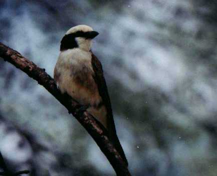 White-crowned Shrike (Eurocephalus rueppelli)