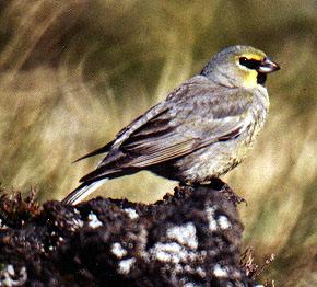 Yellow-bridled Finch (Melanodera xanthogramma)