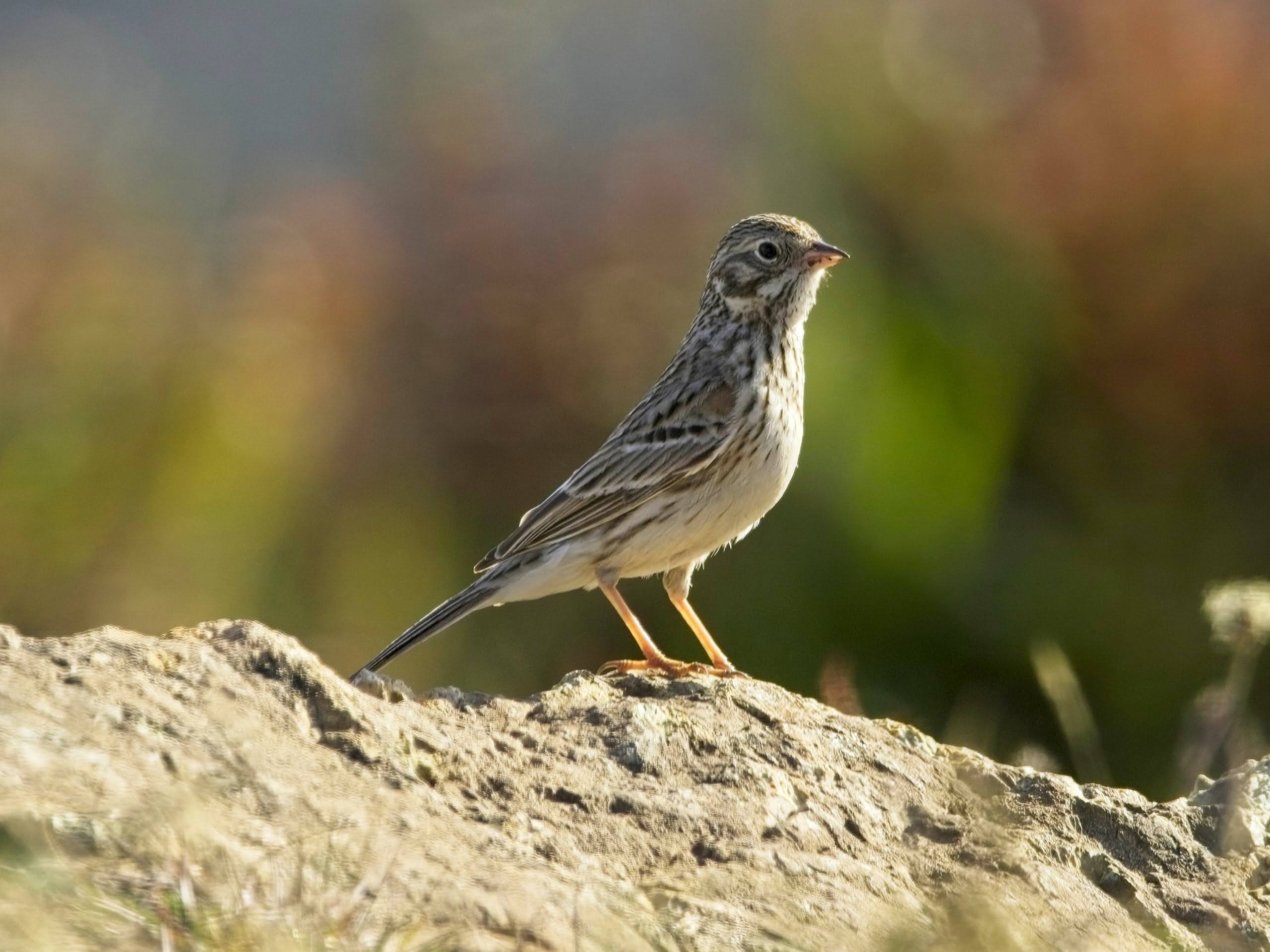 Vesper Sparrow