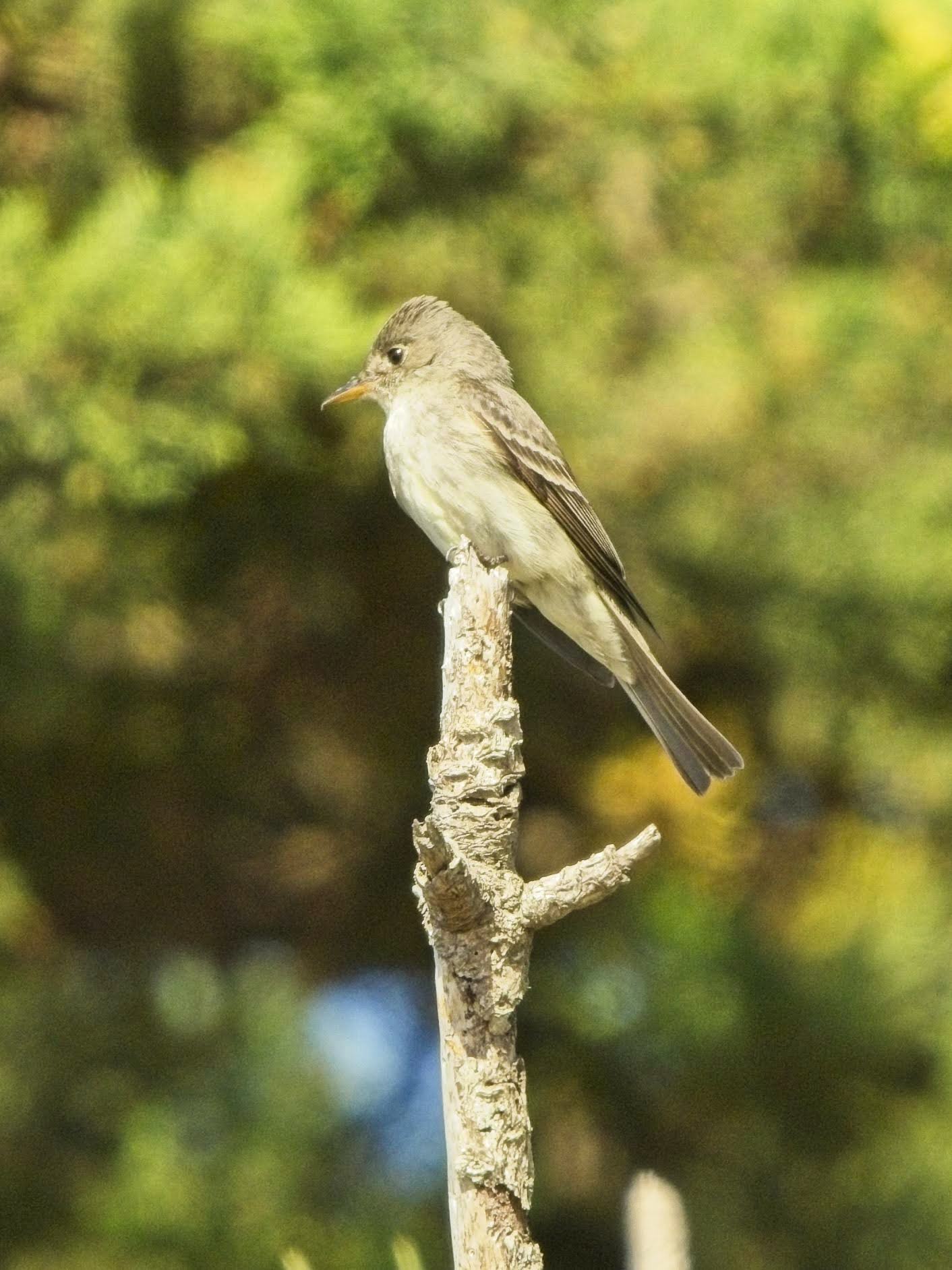 Eastern Wood-Pewee