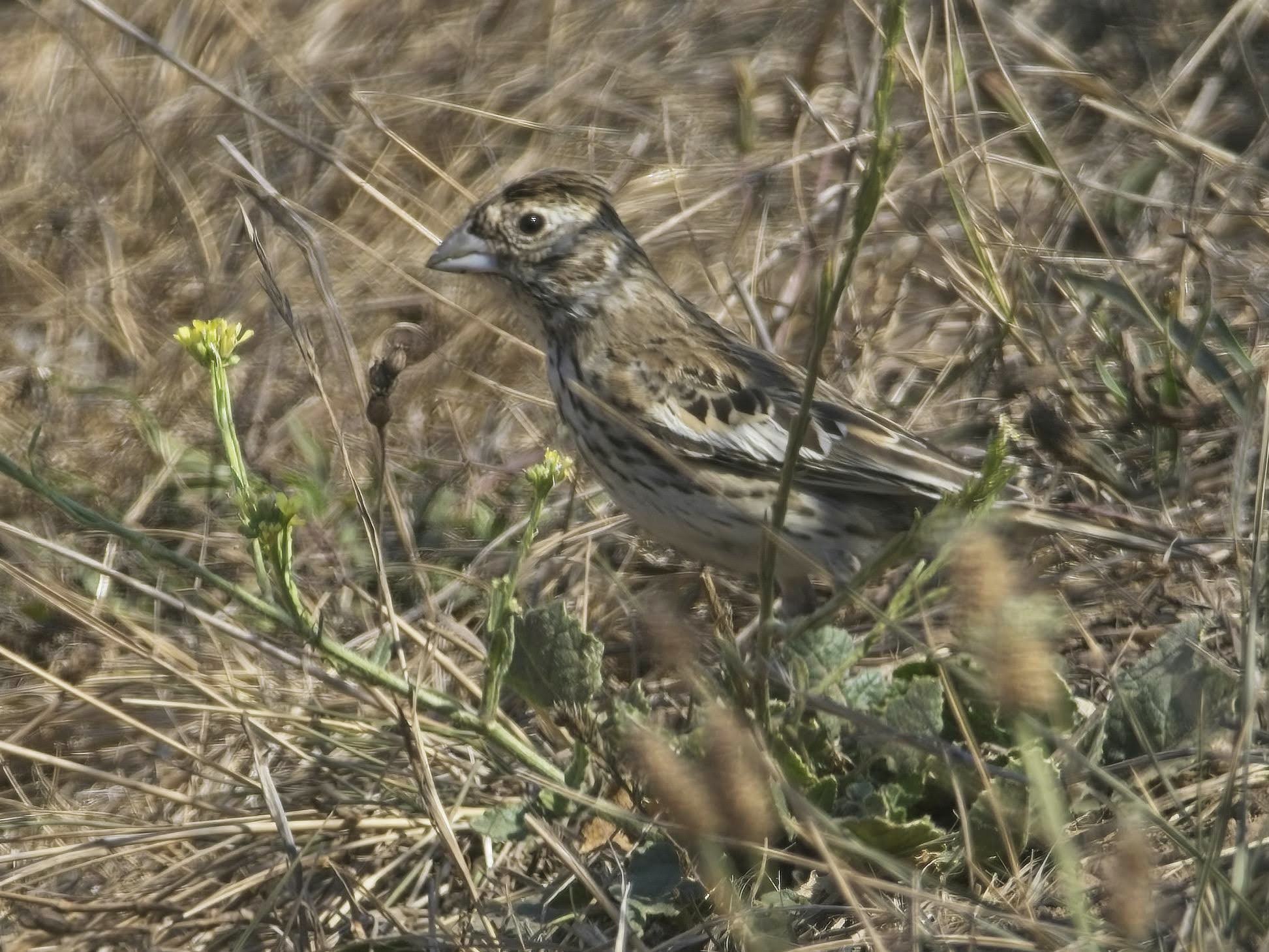 Lark Bunting, Bernal Hill
