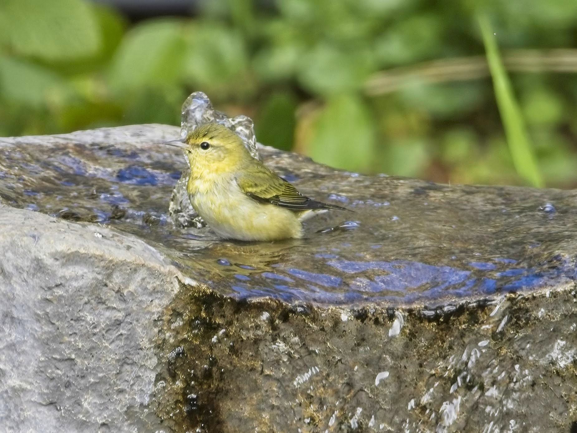 Tennessee Warbler