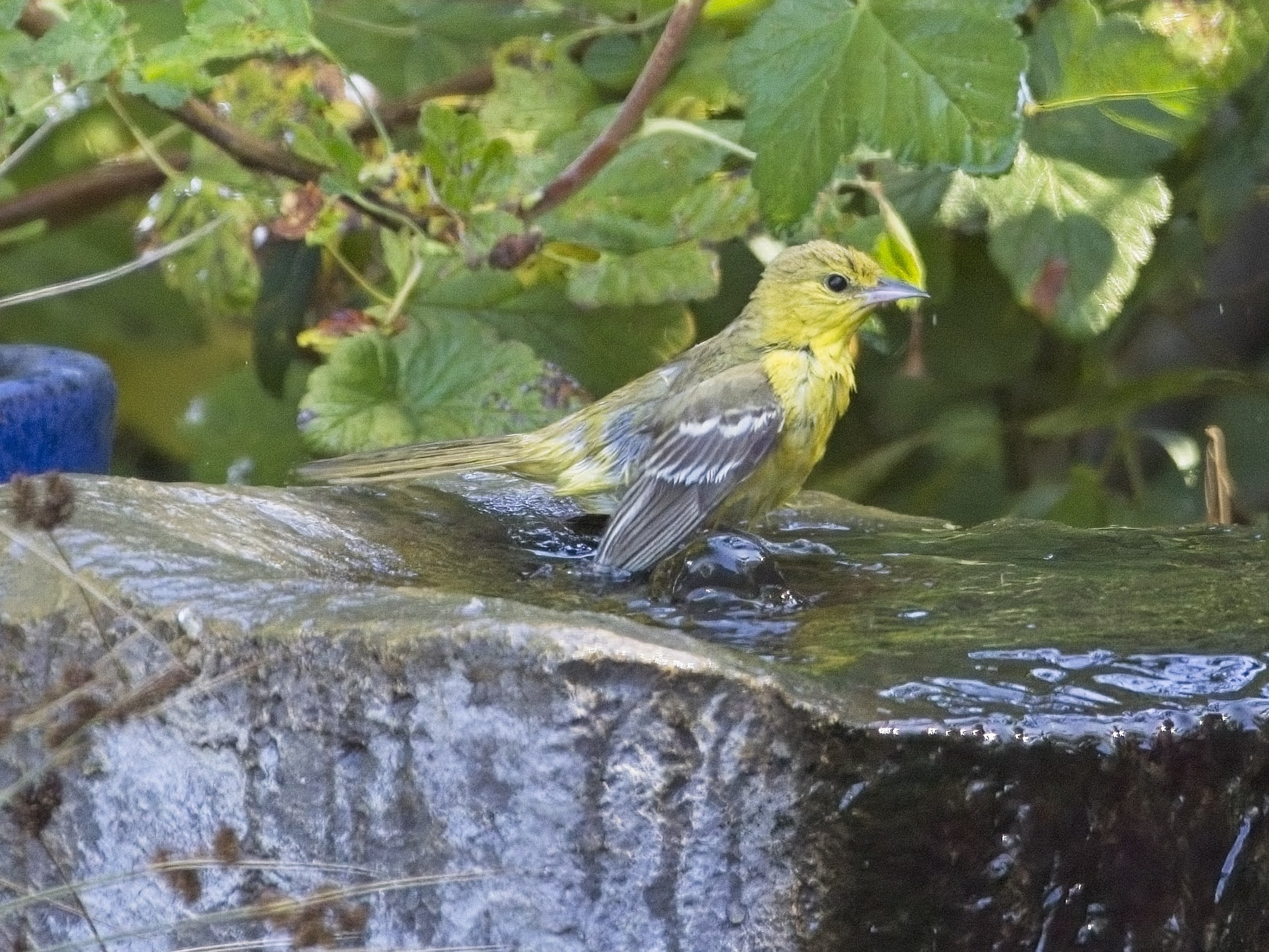 Orchard Oriole