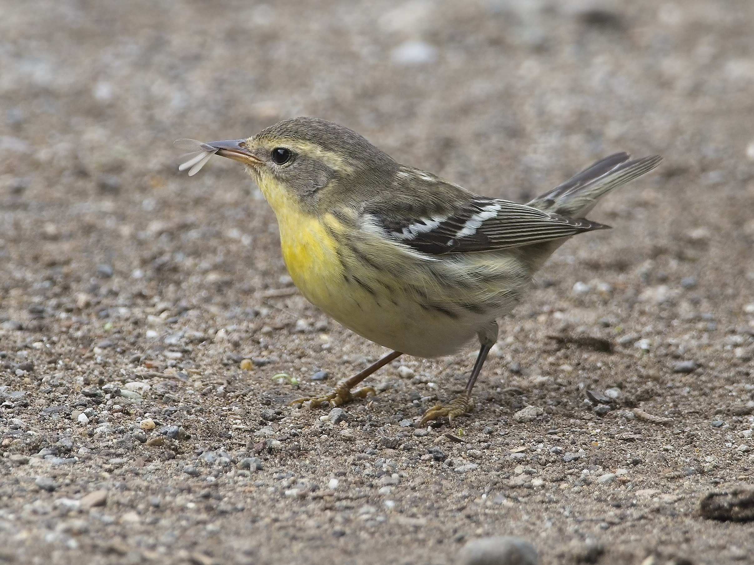 Blackburnian Warbler, West Maintenance Yard GGP
