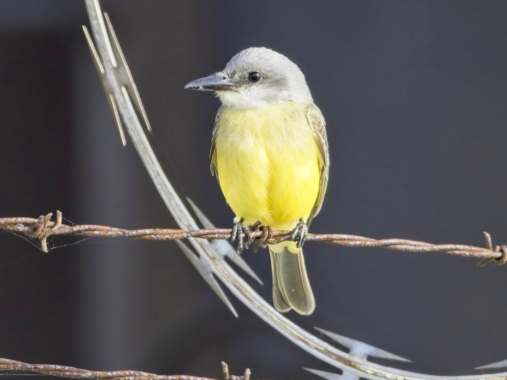 Tropical Kingbird