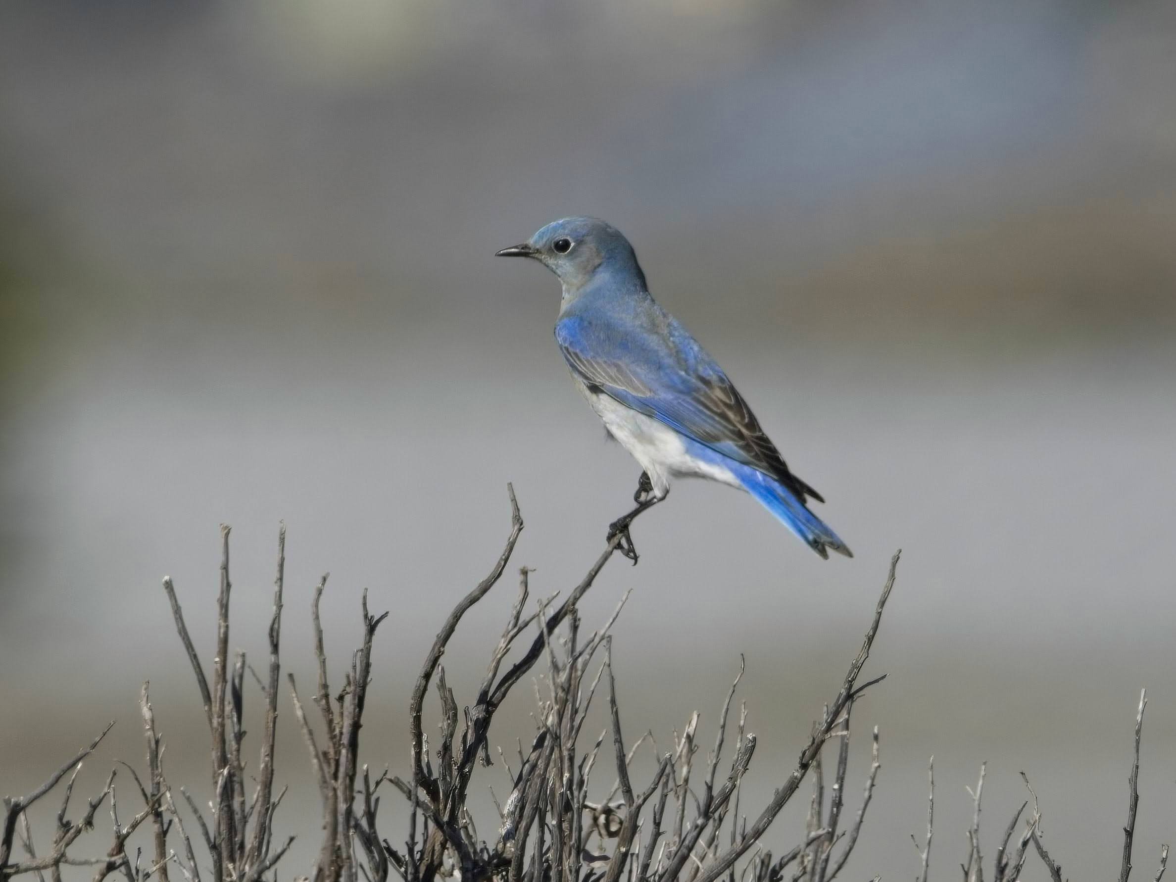 Mountain Bluebird
