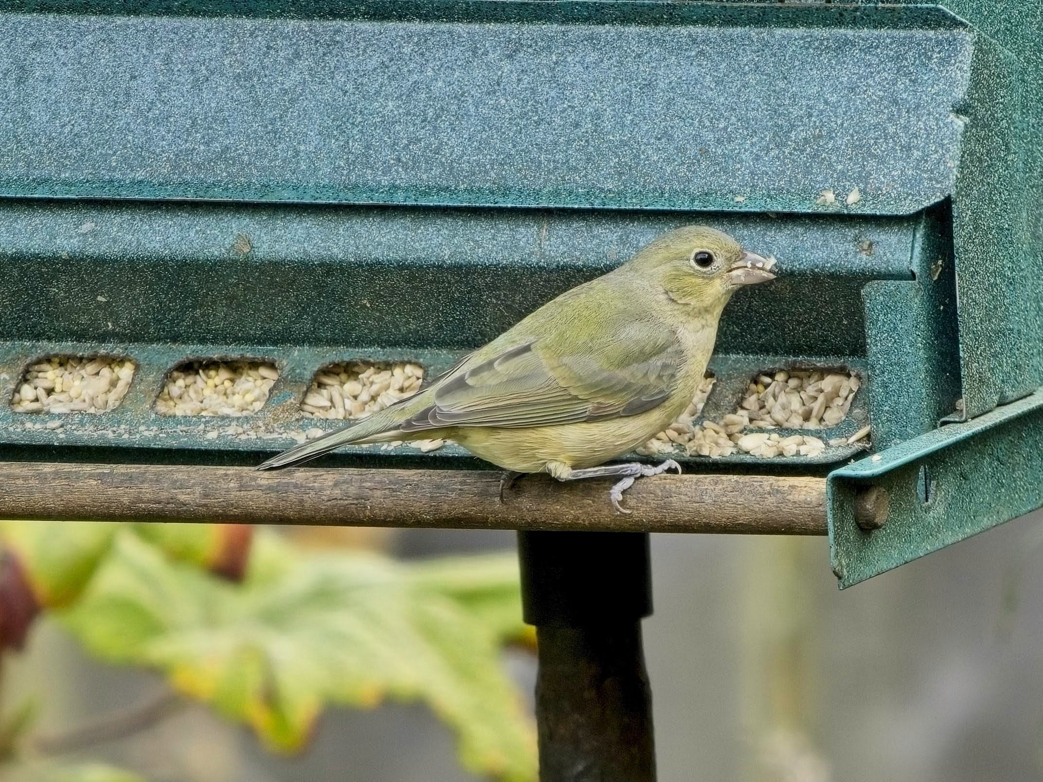 Painted Bunting