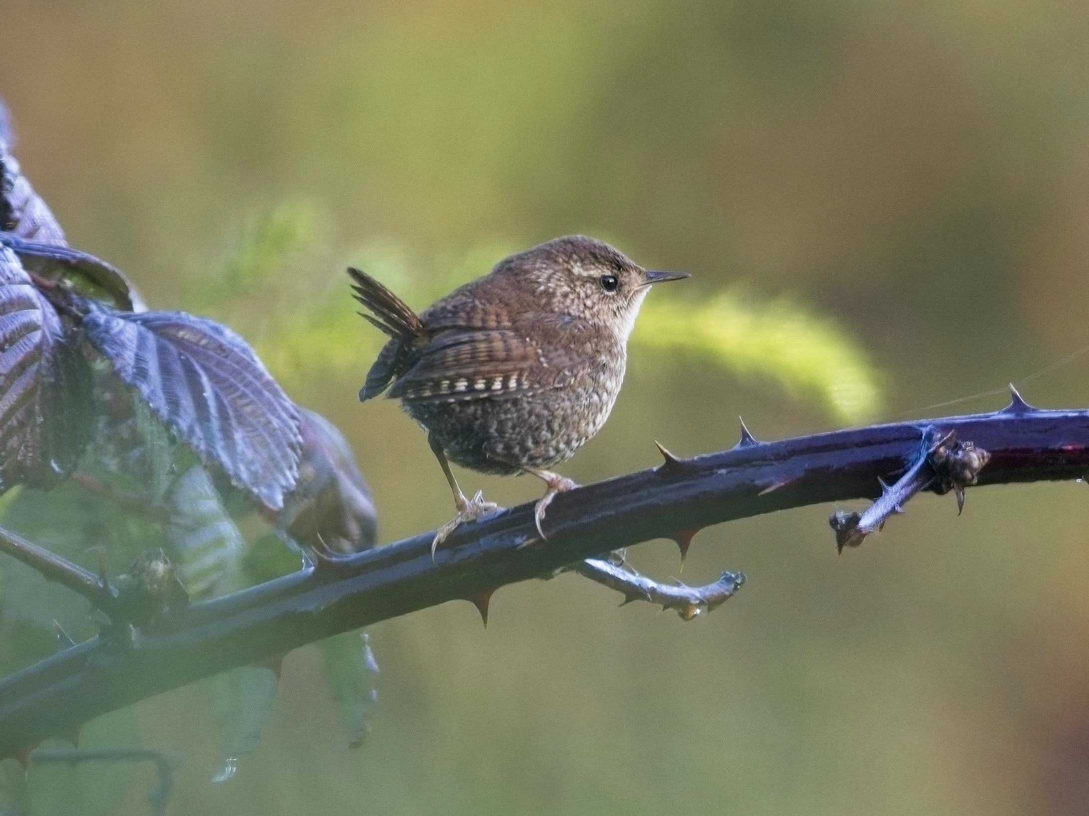 Winter Wren, Presidio