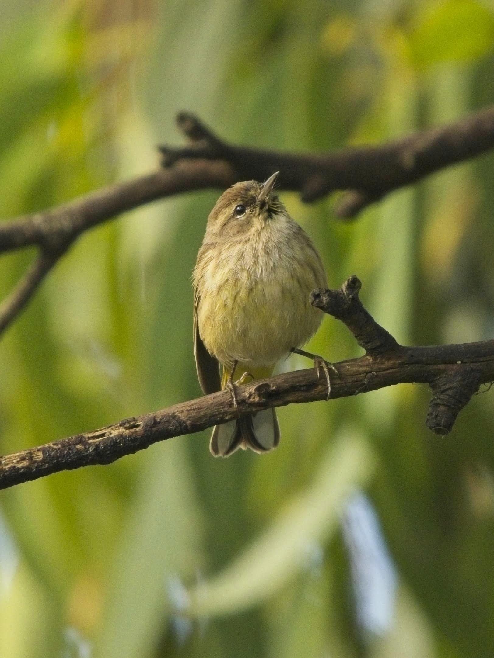 Palm Warbler